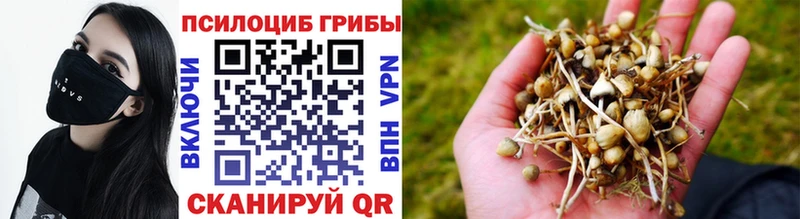 Галлюциногенные грибы Psilocybine cubensis цена наркотик Знаменск
